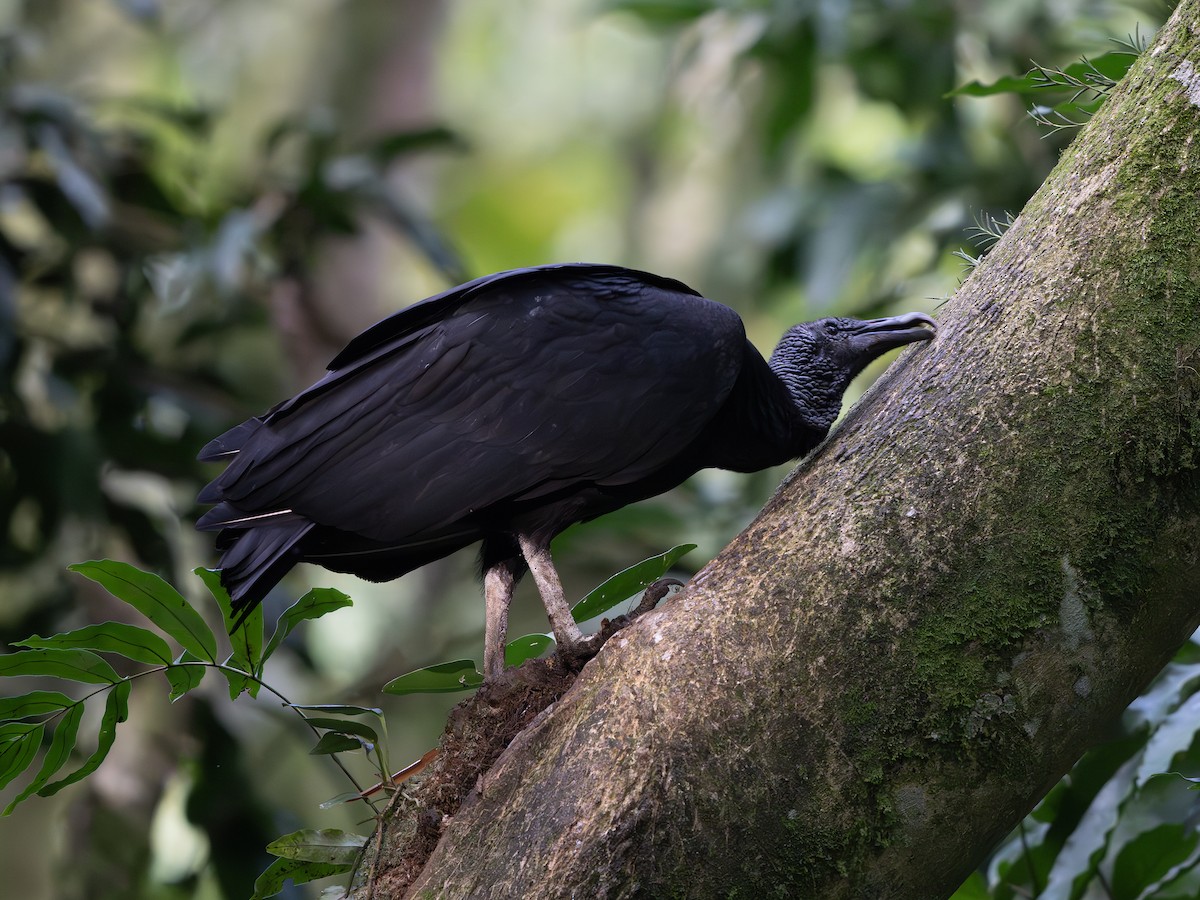 Black Vulture - ML647705848