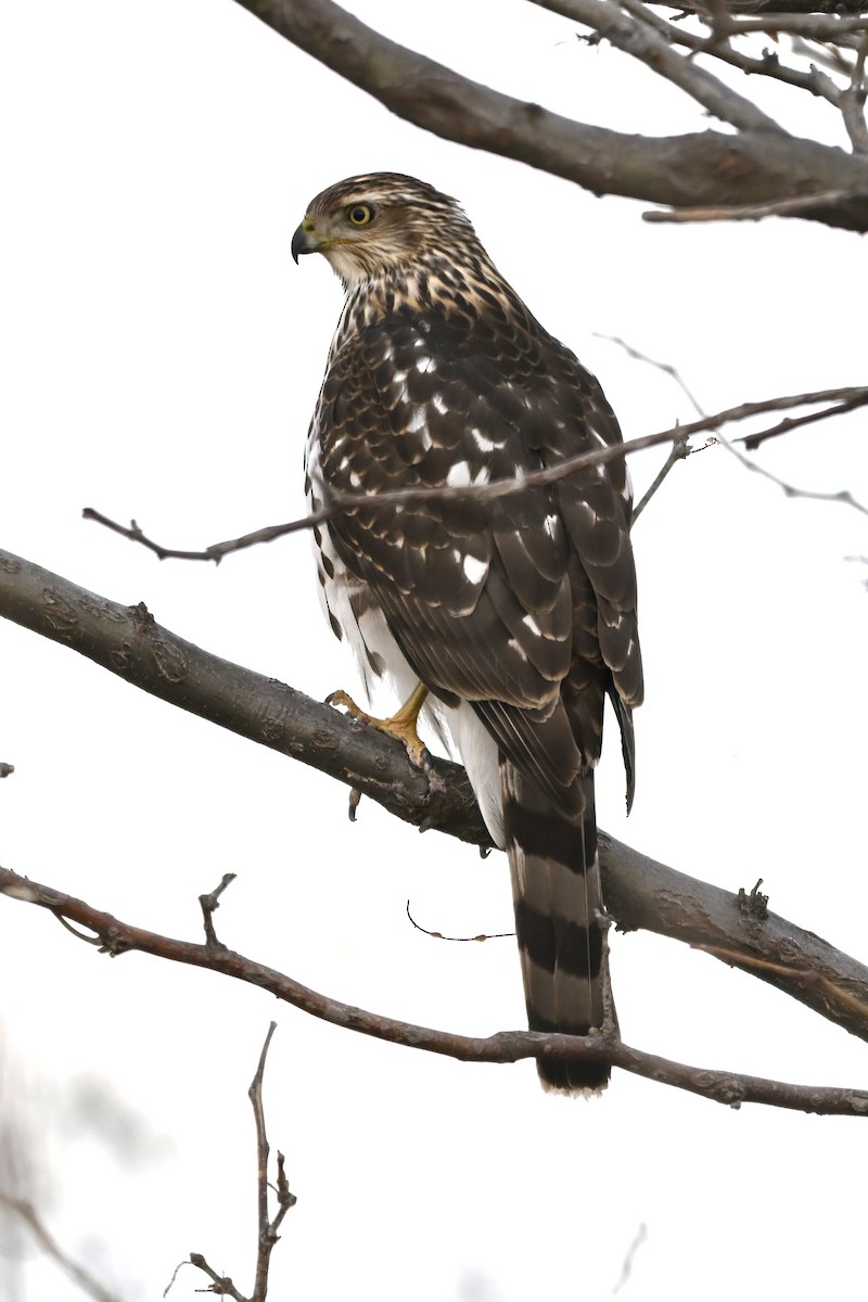 נץ בלתי-מזוהה - ML647705876