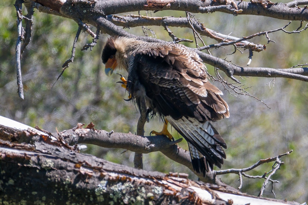 Crested Caracara (Southern) - ML647705882