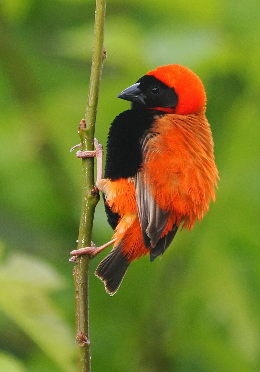 オオキンランチョウ - ML647705886