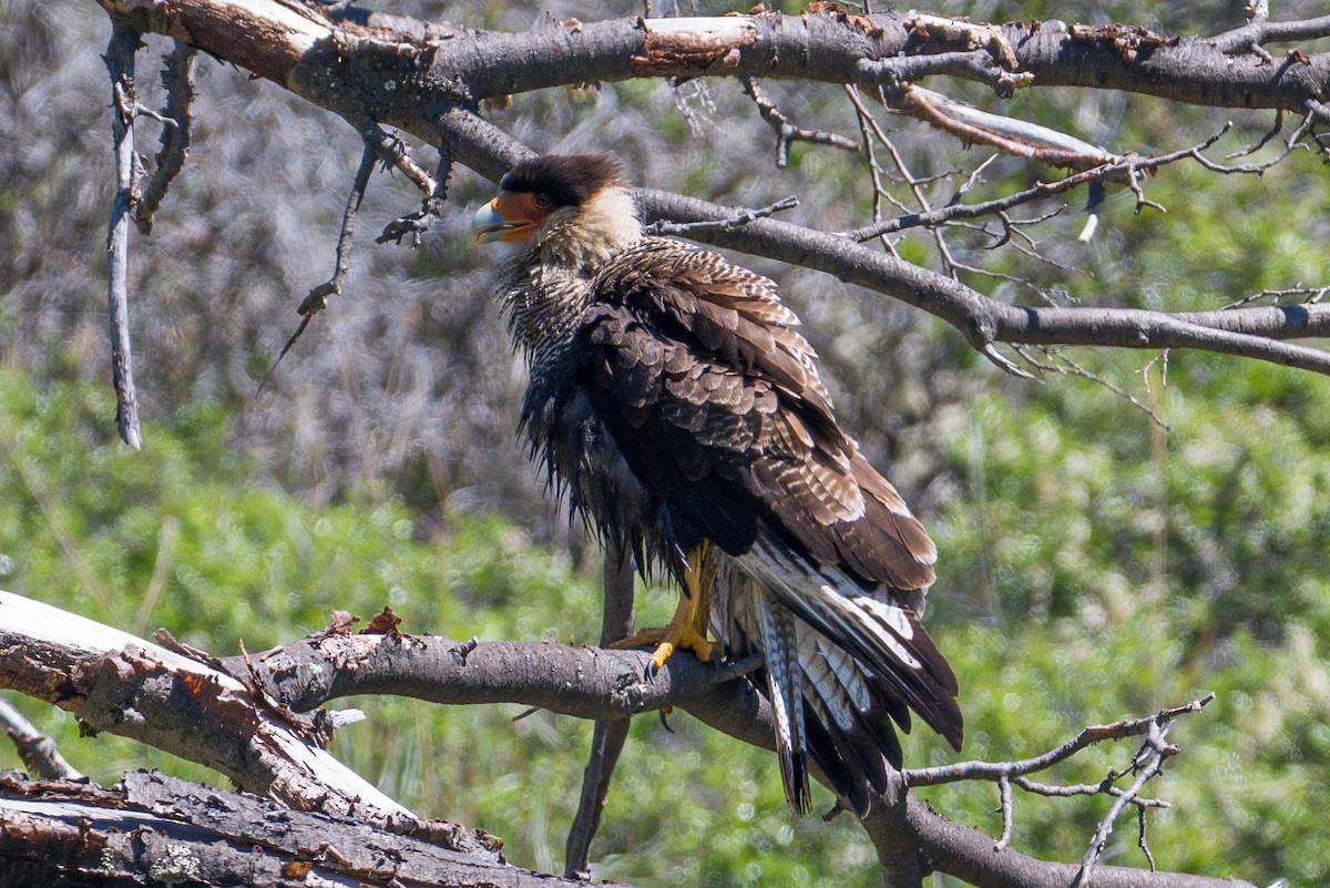 Crested Caracara (Southern) - ML647705890
