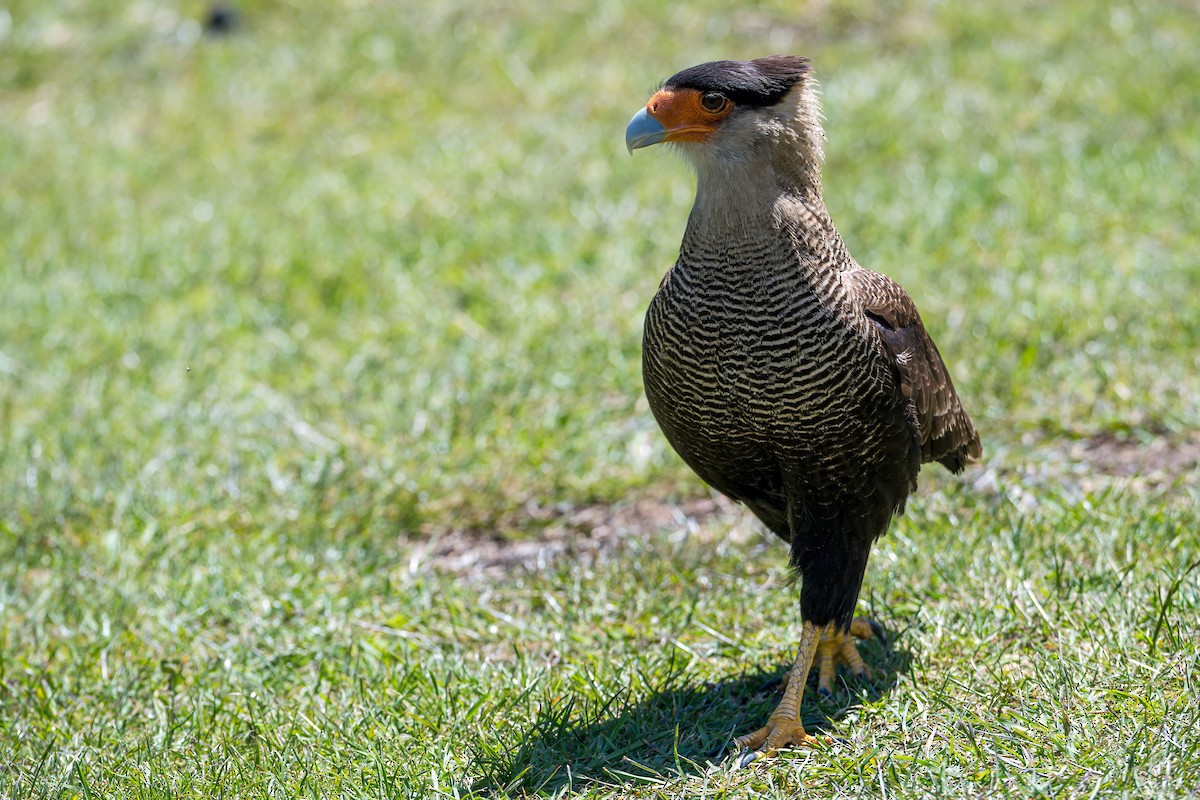 Crested Caracara (Southern) - ML647705891