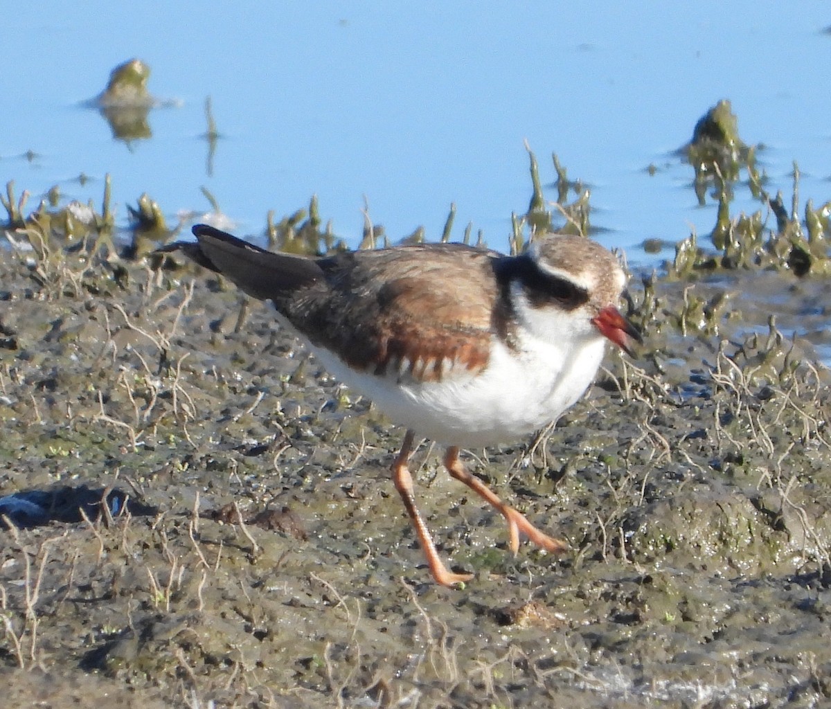 Пісочник чорнолобий - ML647705899