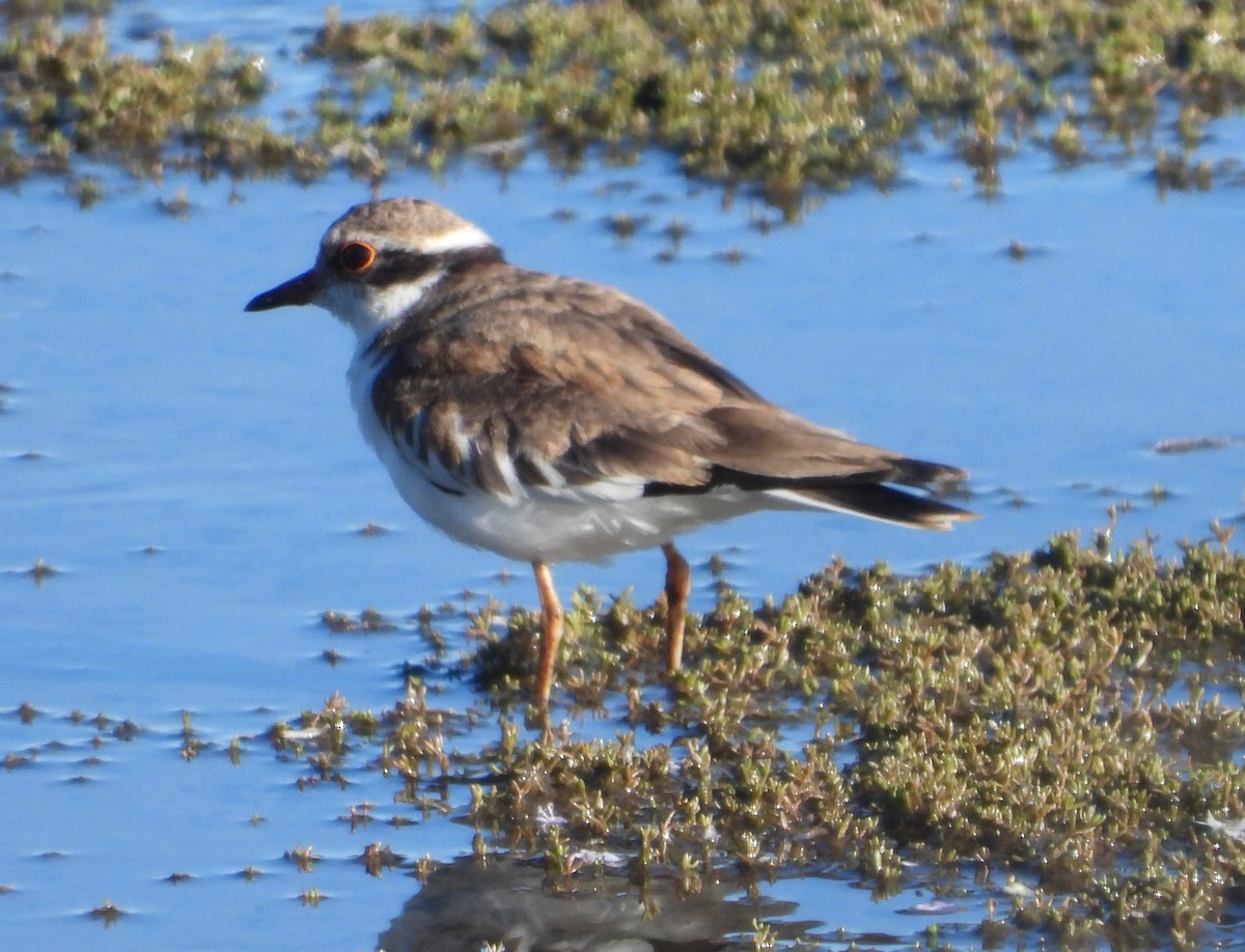 Пісочник чорнолобий - ML647705900