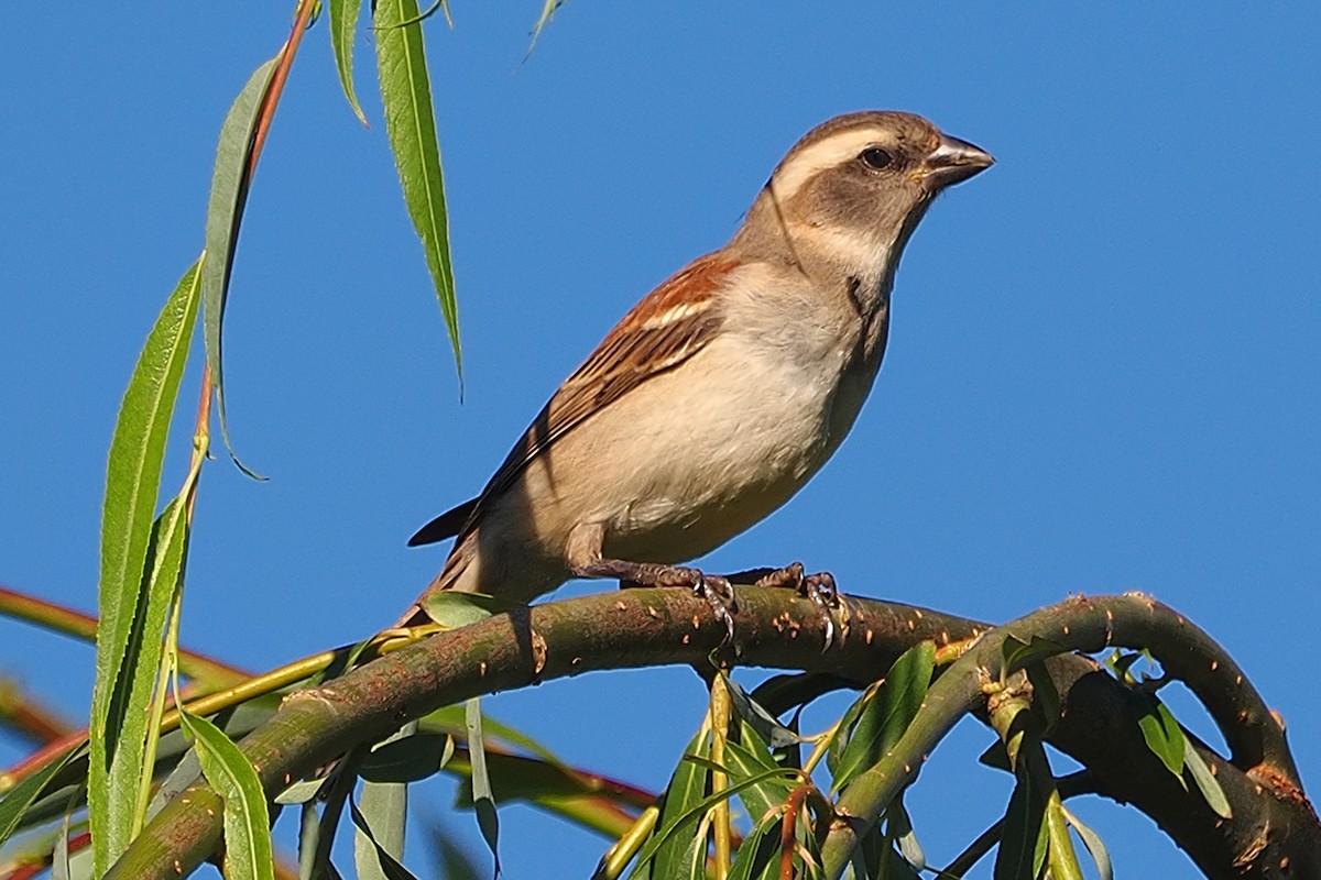 ホオグロスズメ - ML647705901