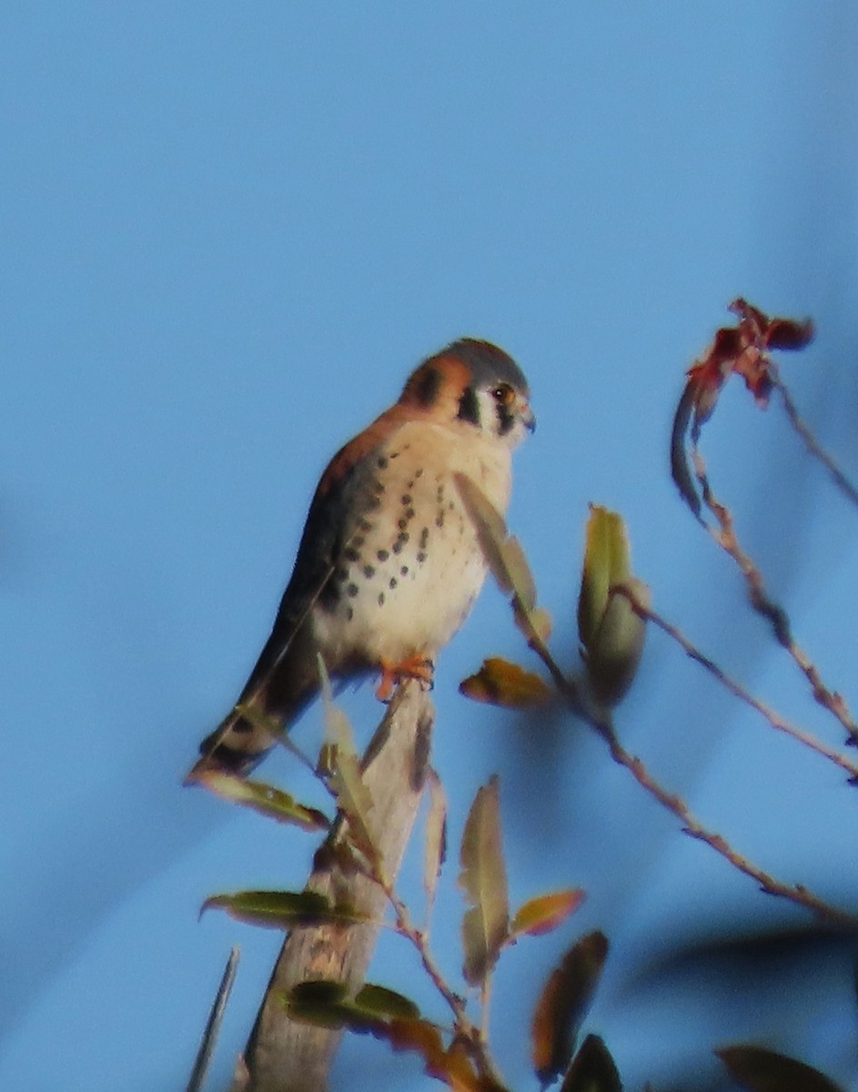 アメリカチョウゲンボウ - ML647705902