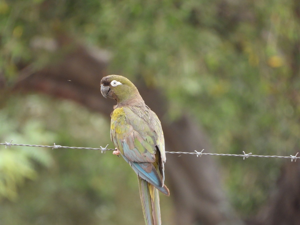 イワインコ - ML647705904