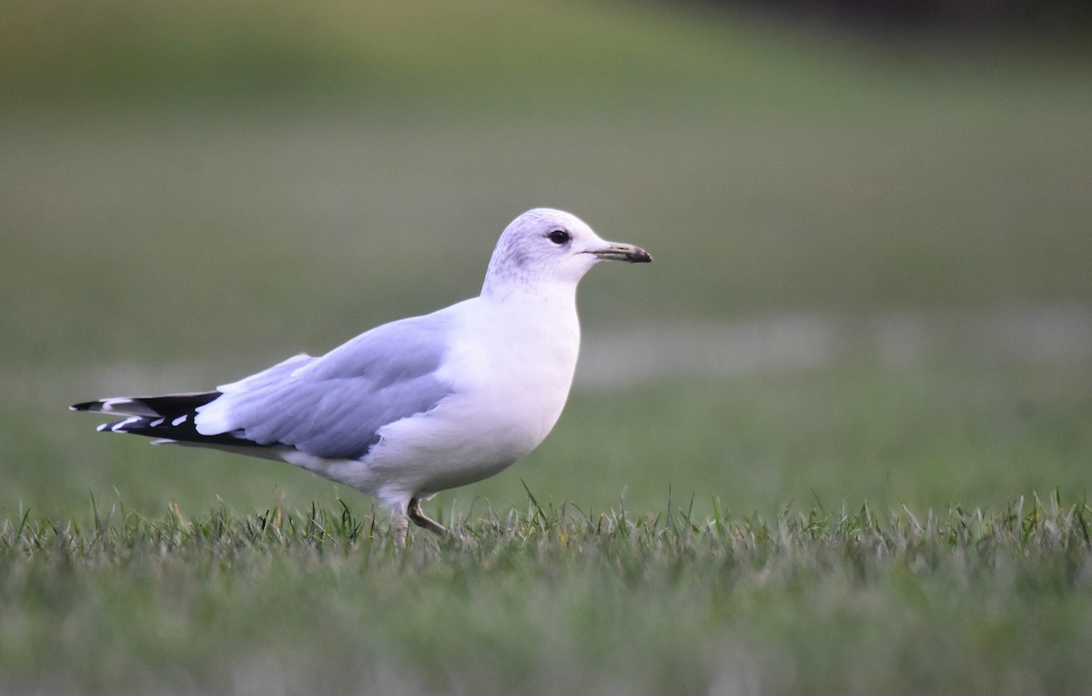 カモメ - ML647705905