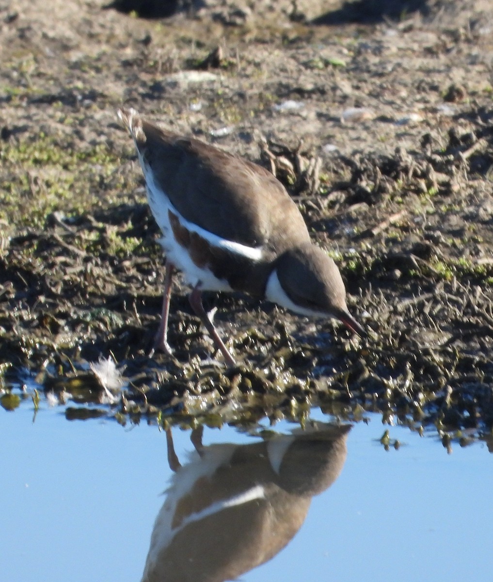 ワキアカチドリ - ML647705906