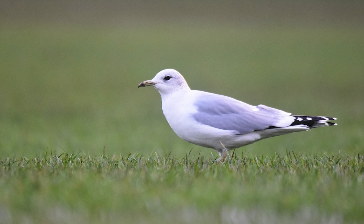 カモメ - ML647705907