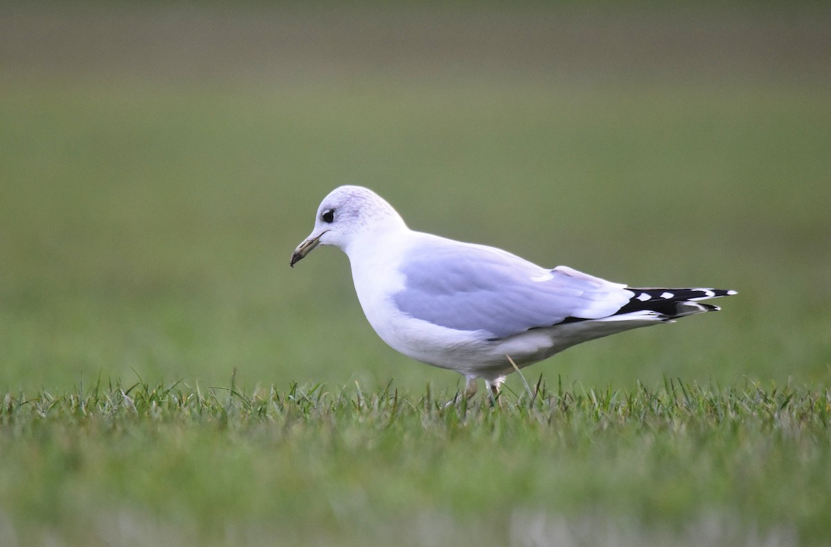 カモメ - ML647705909