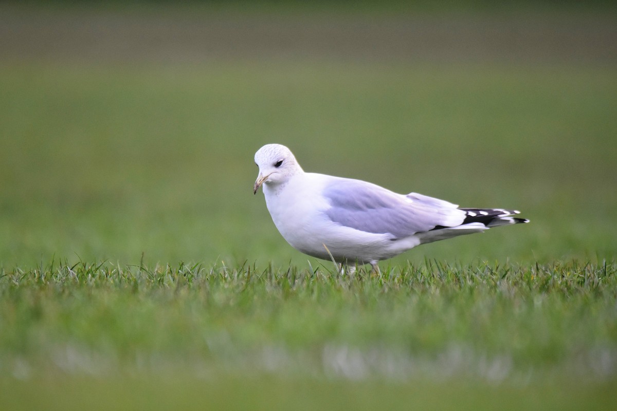 カモメ - ML647705910