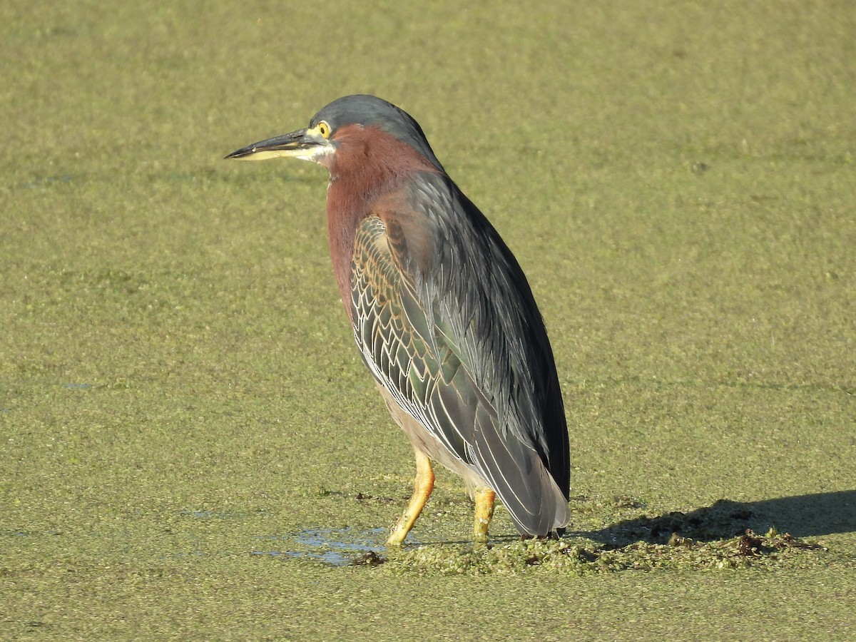 アメリカササゴイ - ML647705913