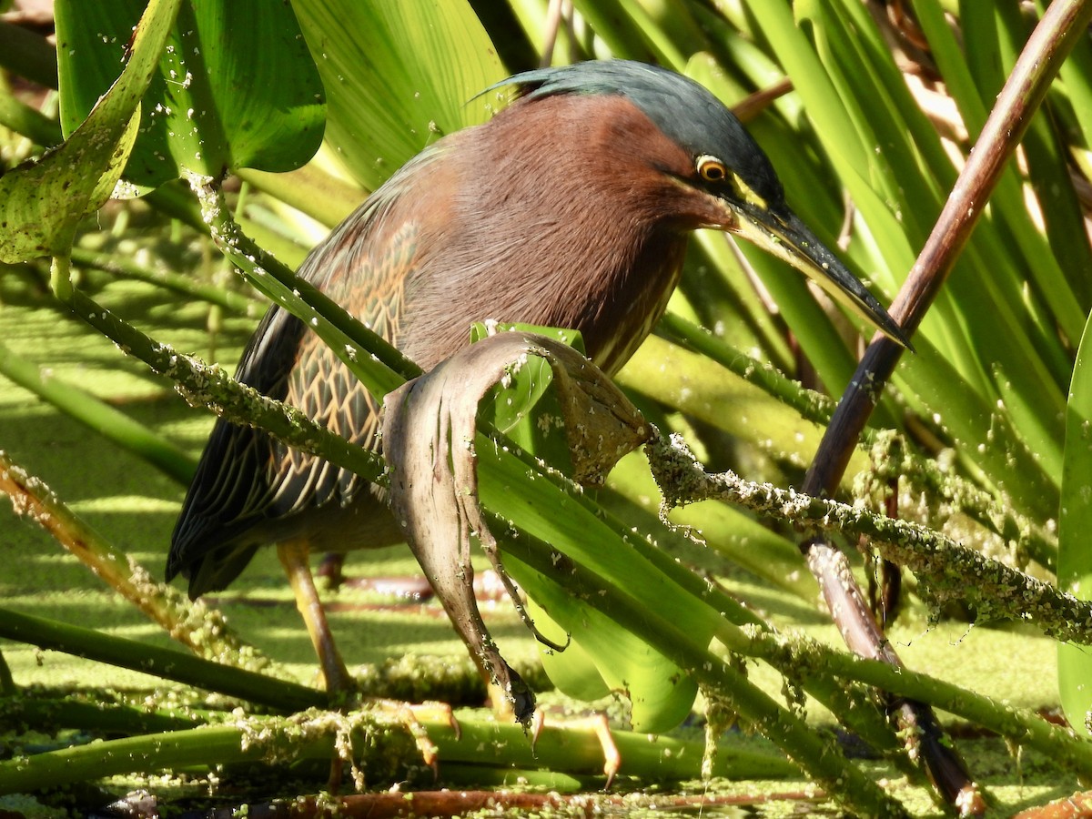 アメリカササゴイ - ML647705914