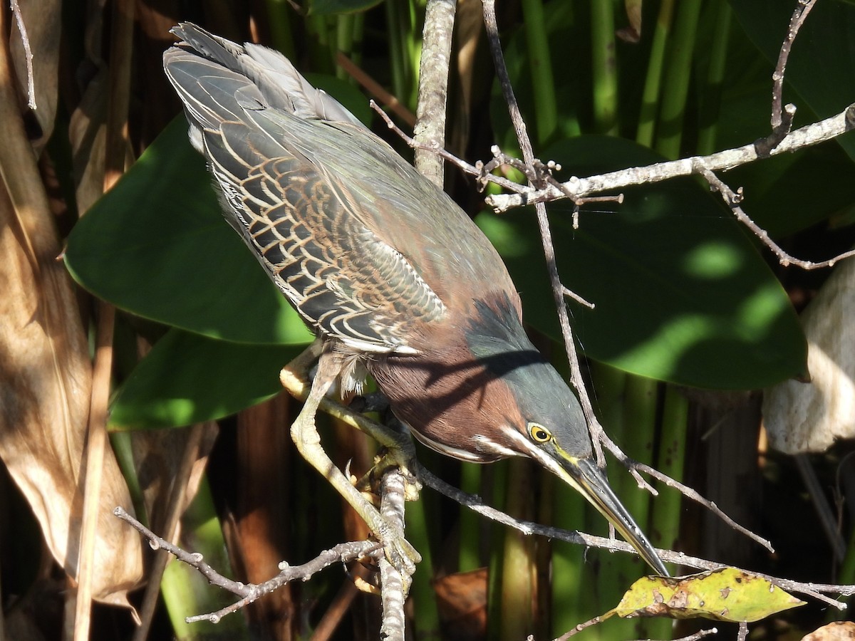 アメリカササゴイ - ML647705915