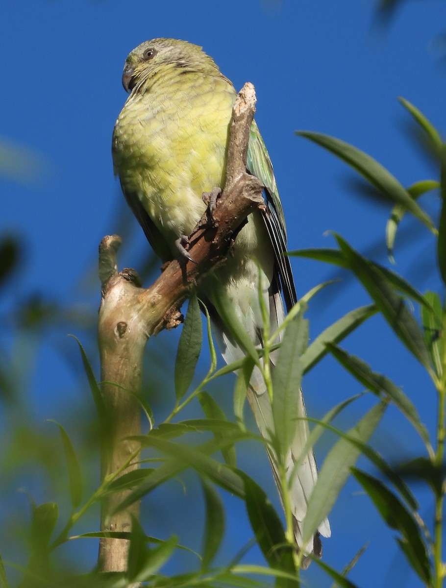 ビセイインコ - ML647705916