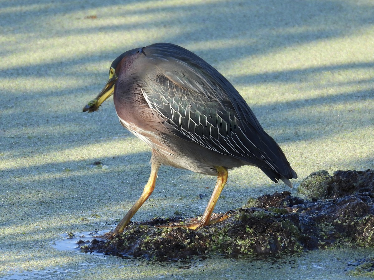 アメリカササゴイ - ML647705917