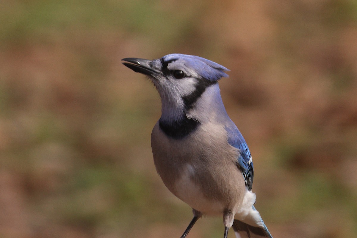 アオカケス - ML647705922