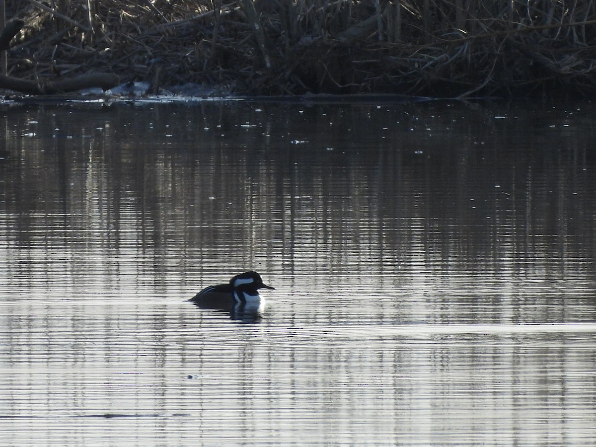 オウギアイサ - ML647705926