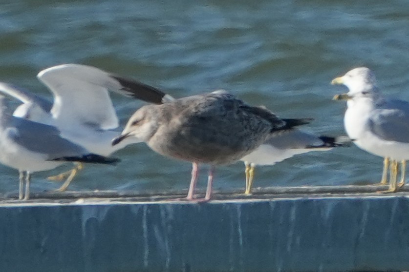 アメリカセグロカモメ - ML647705930