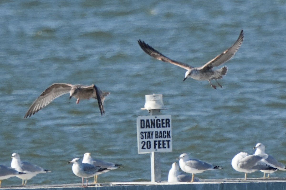 アメリカセグロカモメ - ML647705931