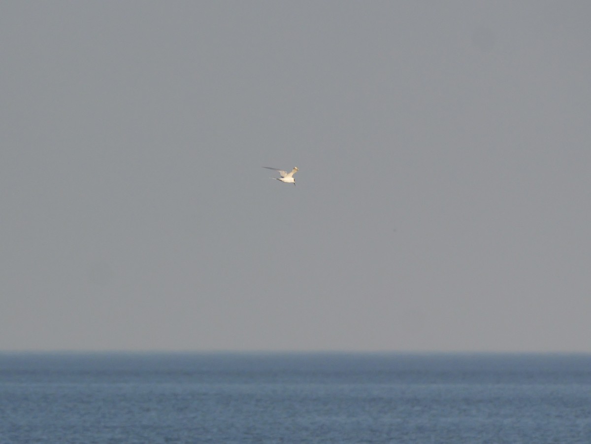 メリケンアジサシ - ML647705932