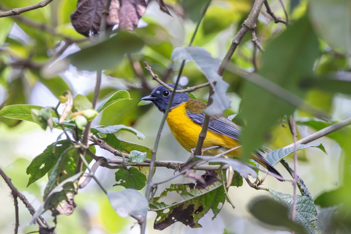 シラボシヤブコマ - ML647705936