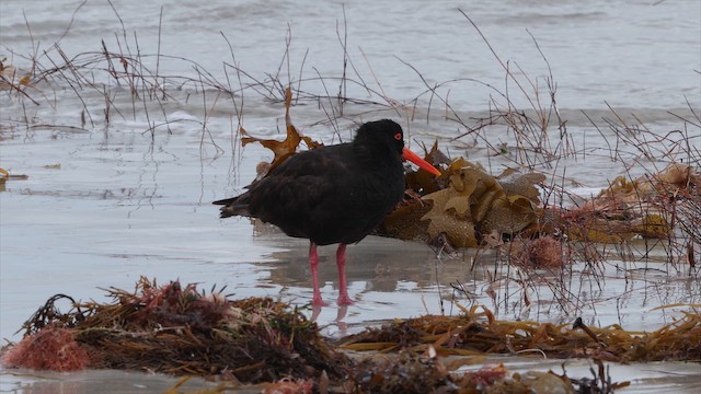 Кулик-сорока австралійський - ML647705937