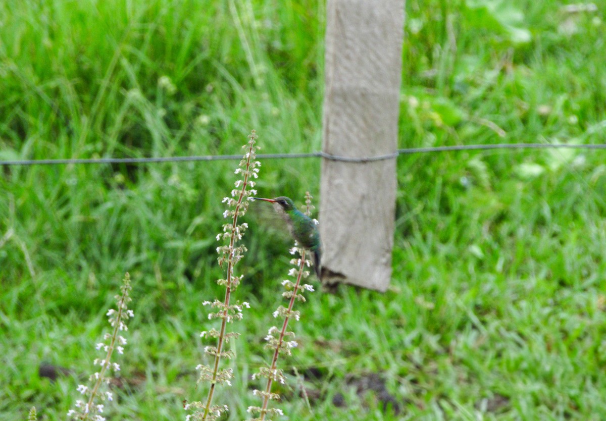 アオムネヒメエメラルドハチドリ - ML647705938