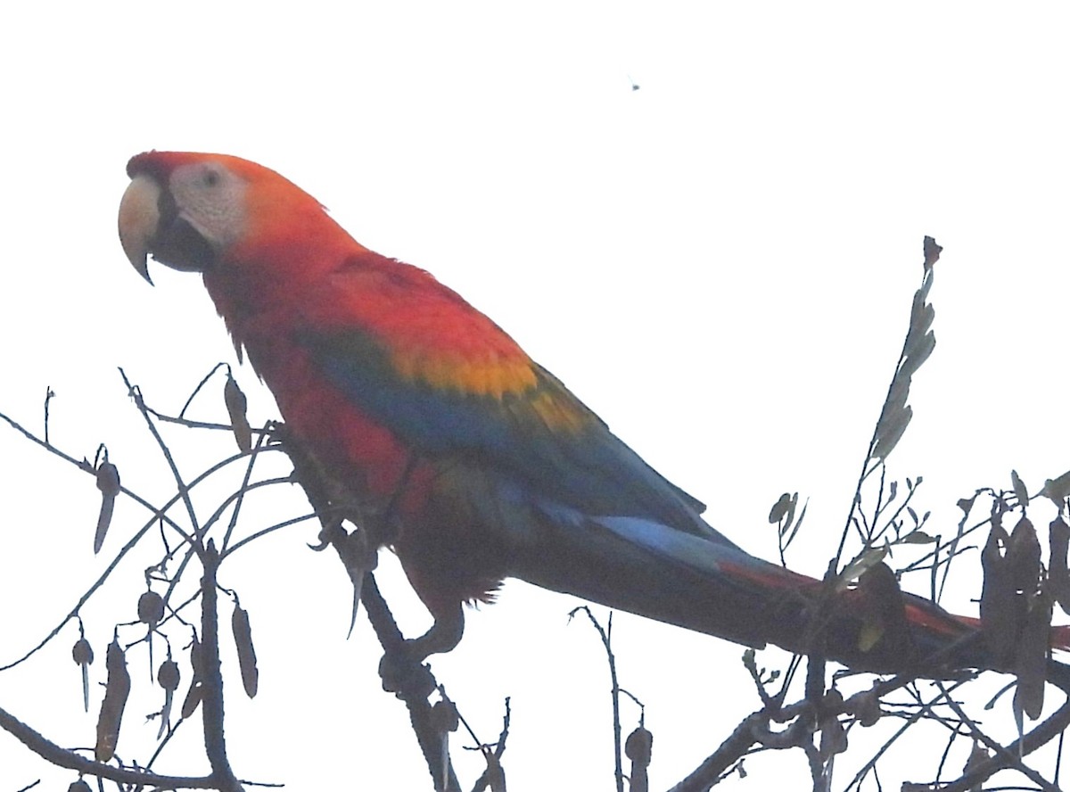 コンゴウインコ - ML647705939