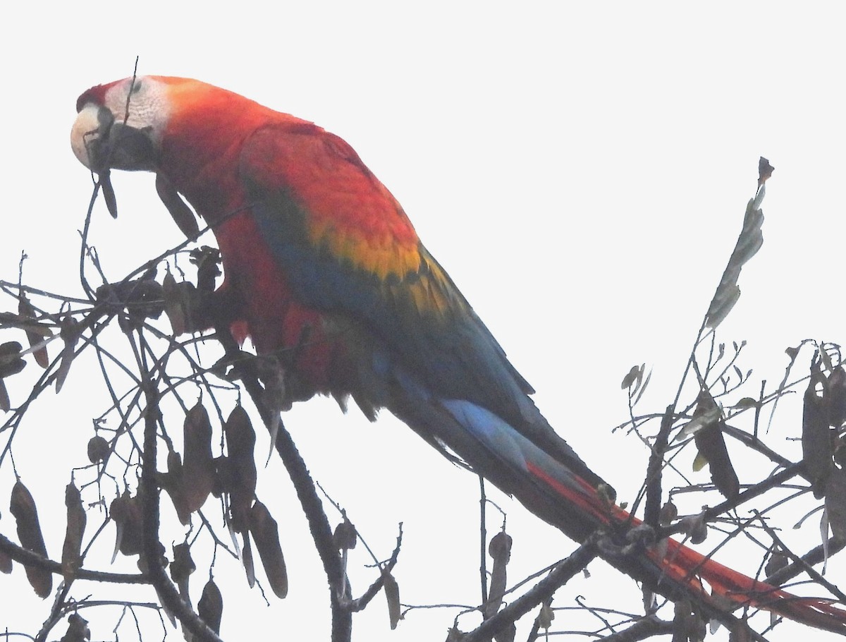 コンゴウインコ - ML647705940