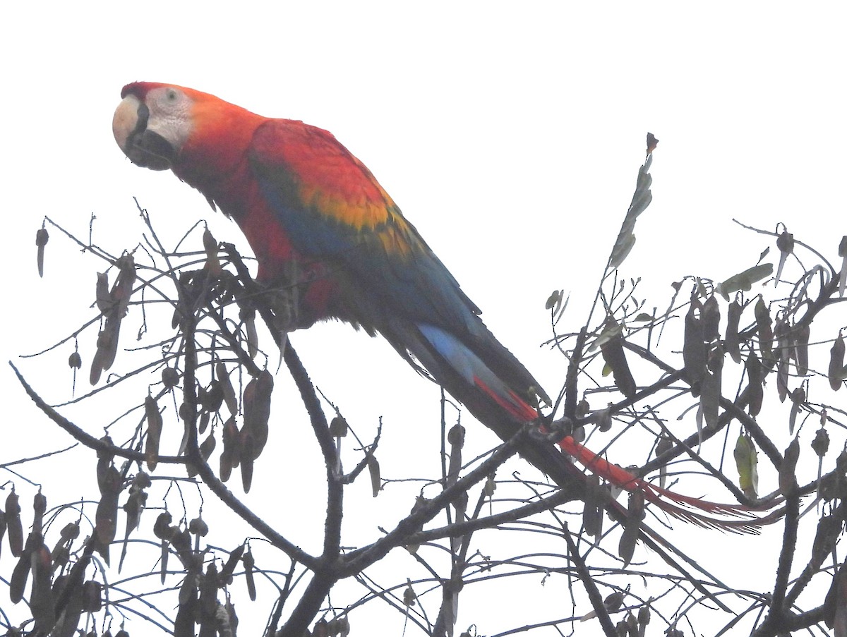 コンゴウインコ - ML647705941