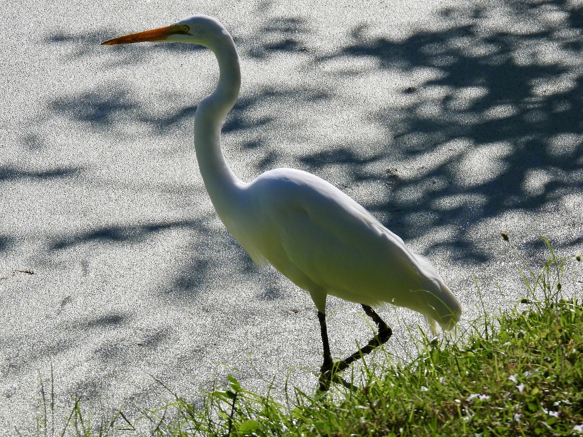 ダイサギ - ML647705942