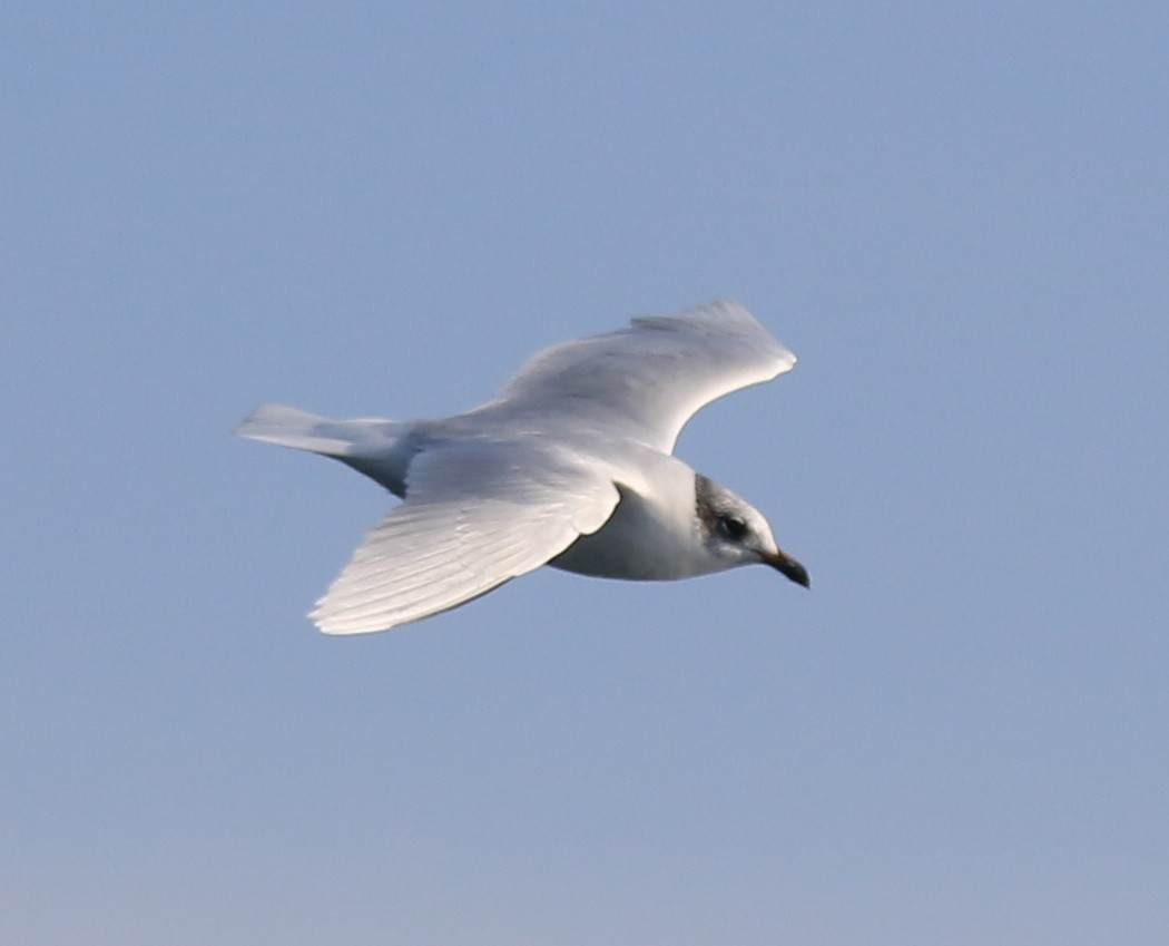 Mediterranean Gull - ML647705965