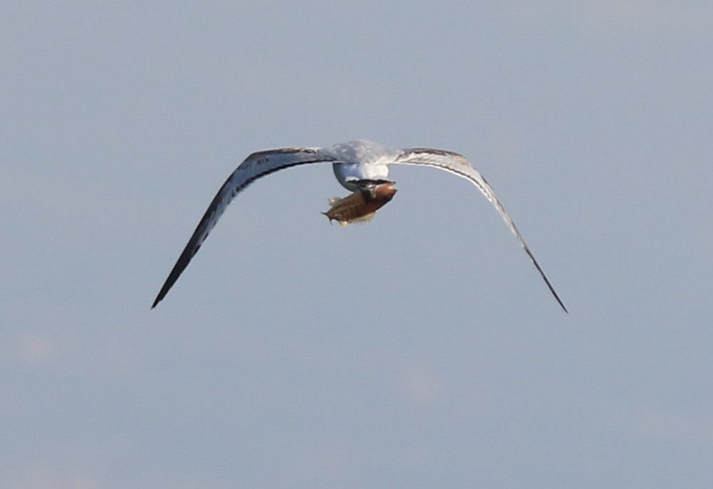 Mediterranean Gull - ML647705966