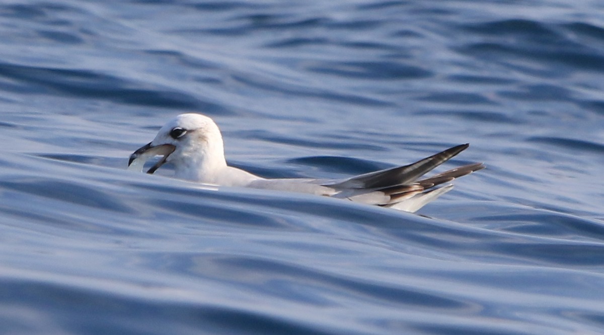 Mediterranean Gull - ML647705967