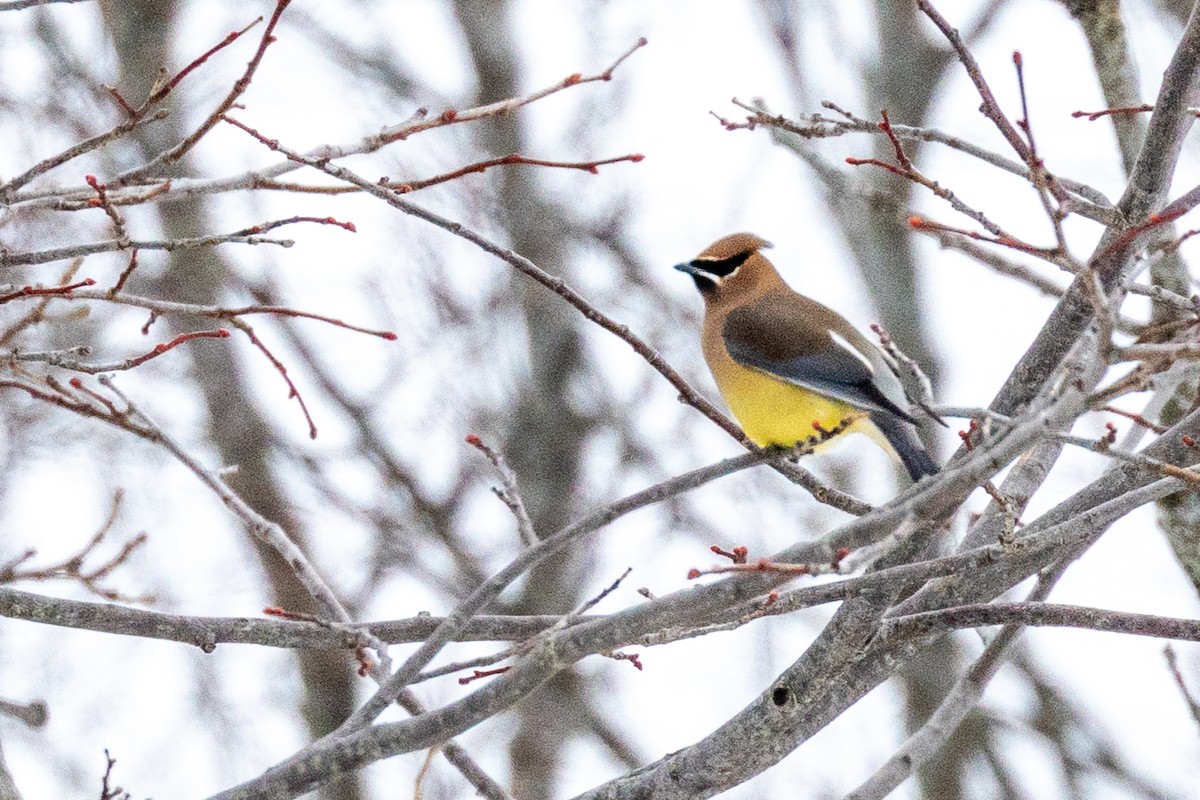 Омелюх американський - ML647705979