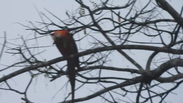 Араканга - ML647705980