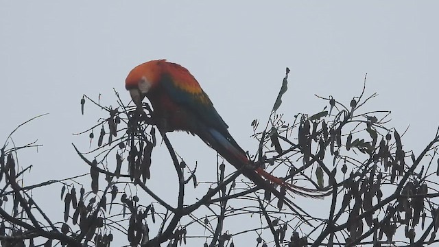 Араканга - ML647705981