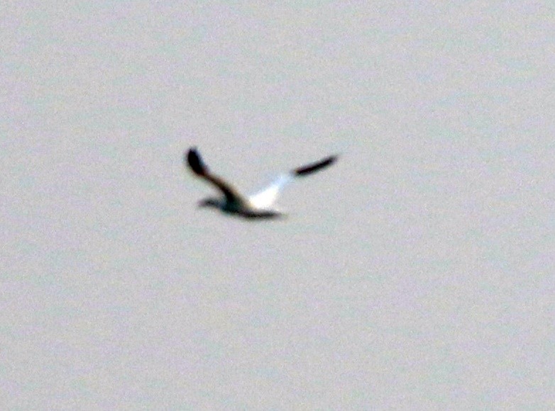 Alcatraz Atlántico - ML647705986