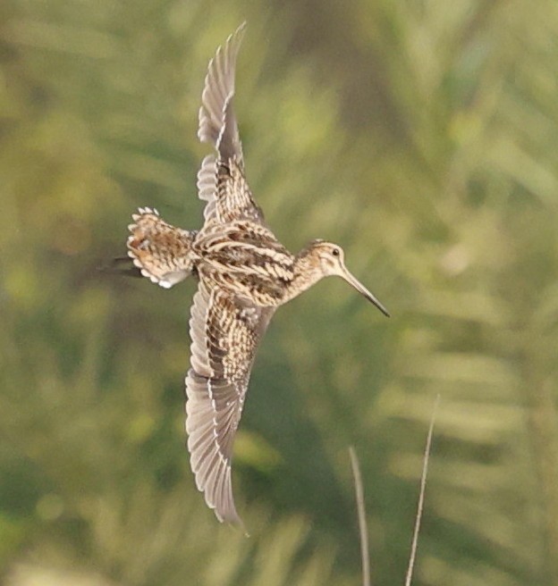 Sibirya Suçulluğu - ML647705996