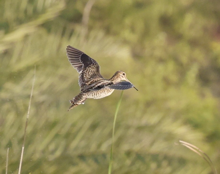 Sibirya Suçulluğu - ML647705997
