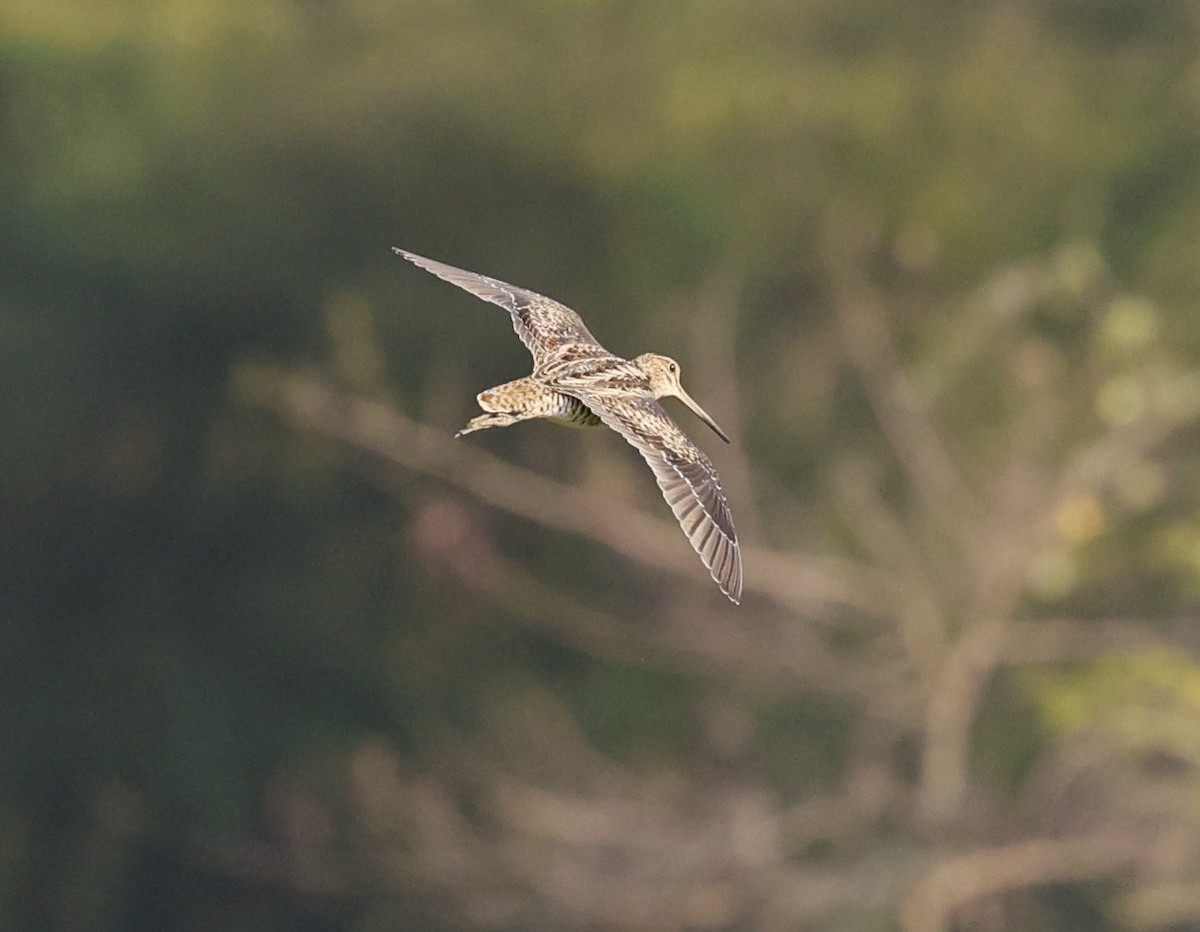 Sibirya Suçulluğu - ML647705998