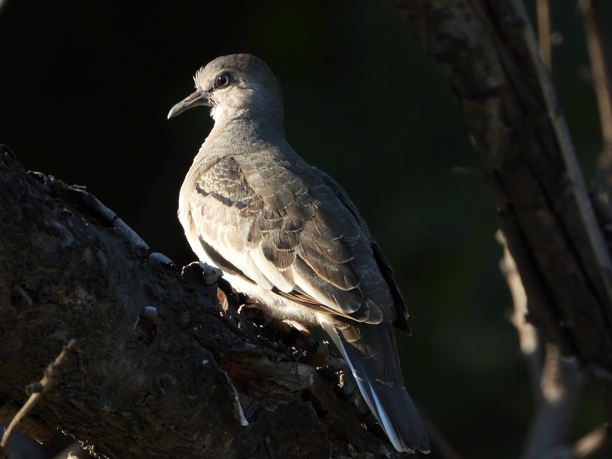 Горличка білолоба - ML647706022