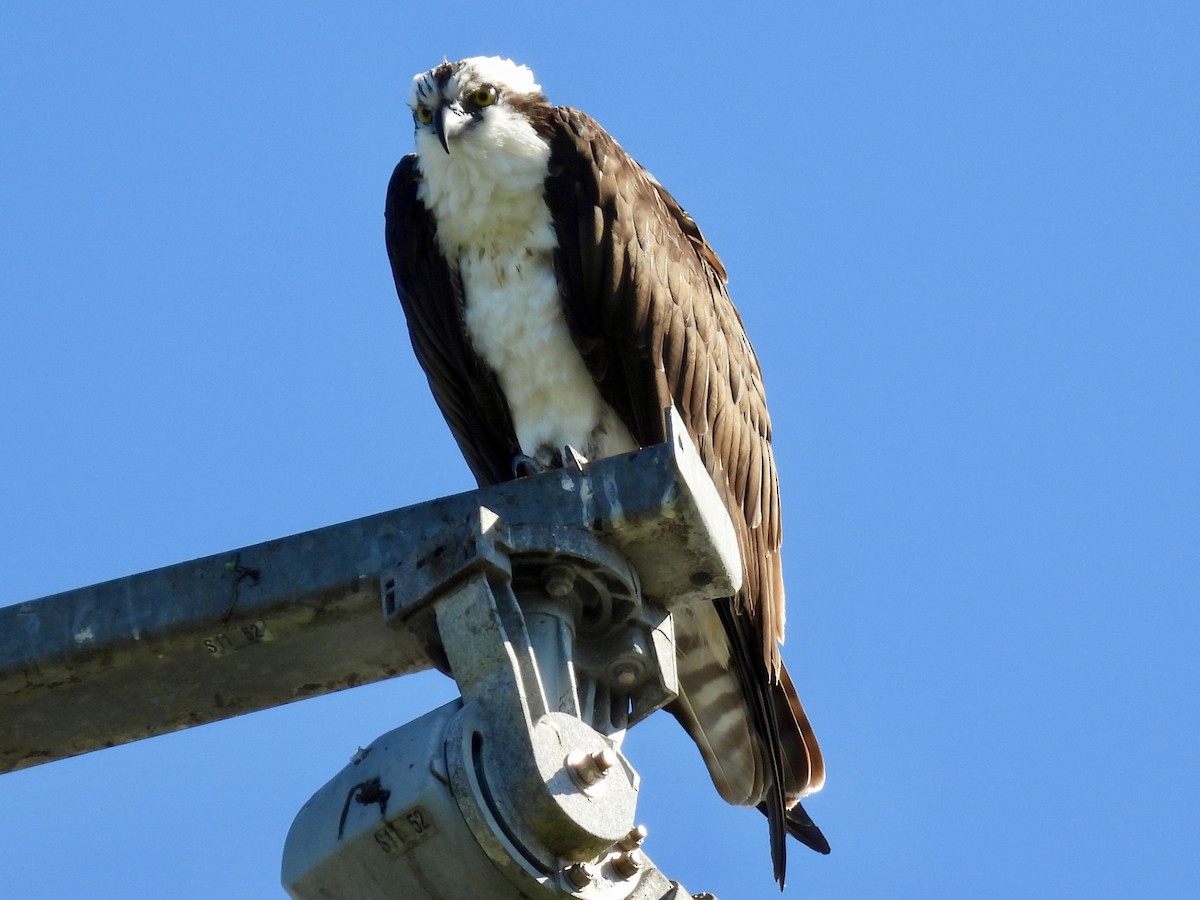 Скопа західна - ML647706031