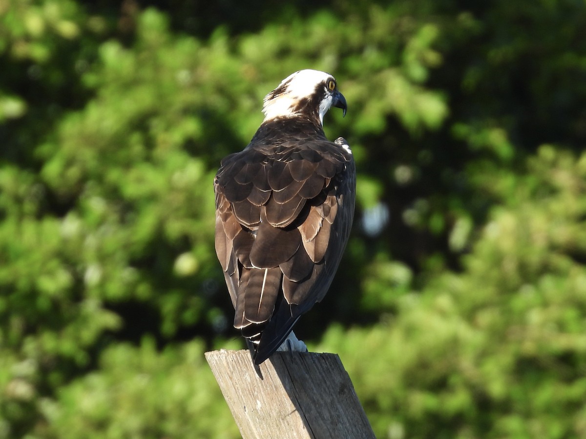 Скопа західна - ML647706036