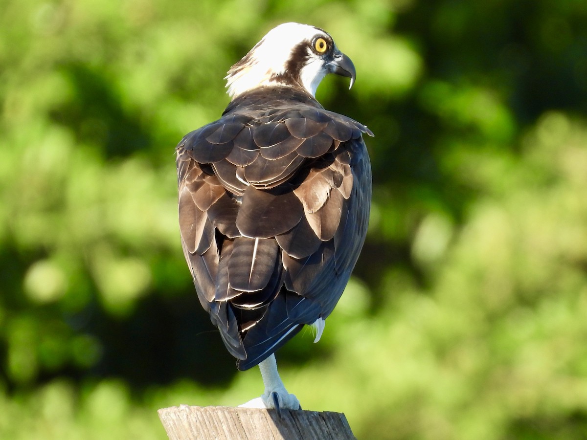 Скопа західна - ML647706038