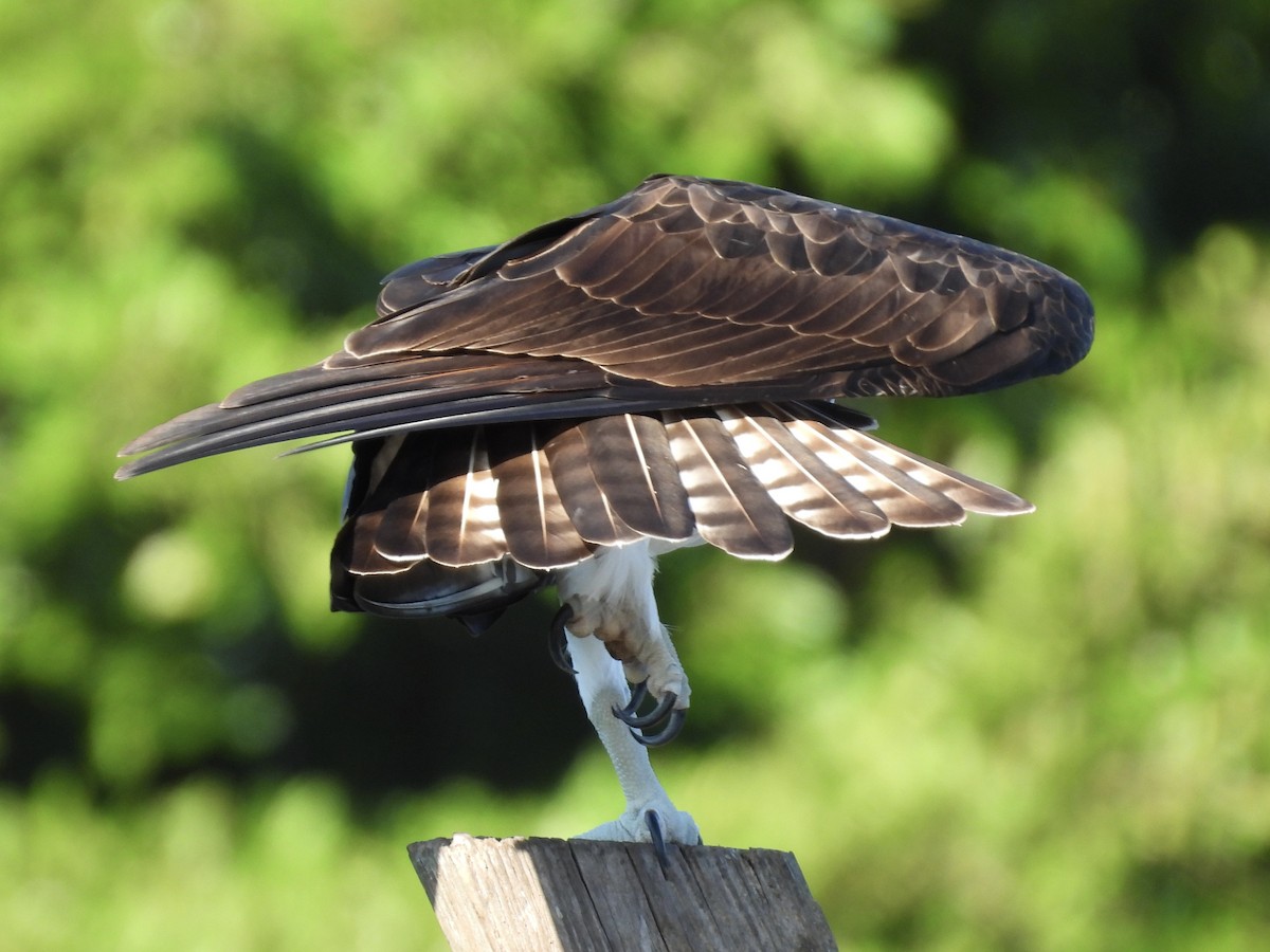 Скопа західна - ML647706039