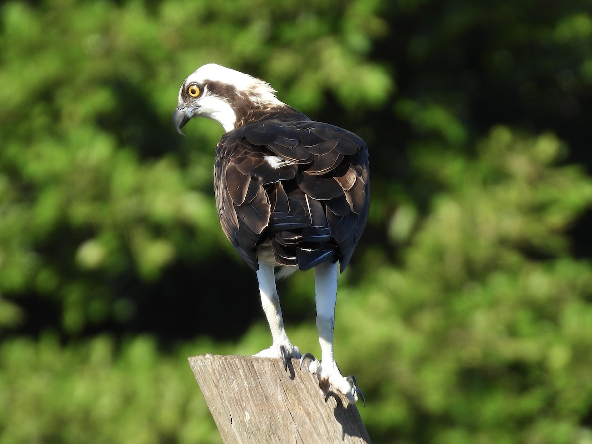 Скопа західна - ML647706040