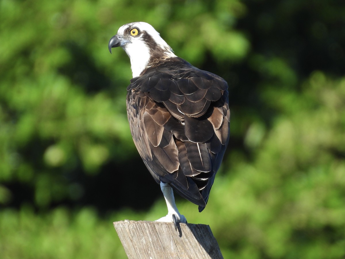 Скопа західна - ML647706041